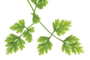 Chervil