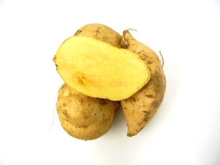 Kumara Gold Small