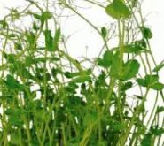 PEA Tendrils- 250GM Punnet