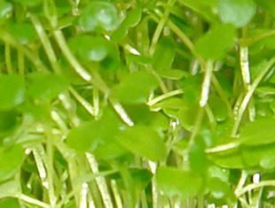 Watercress Midi 50GM