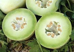 Melon Honeydew NZ