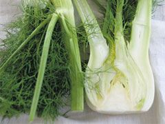 Fennel Bulb Each
