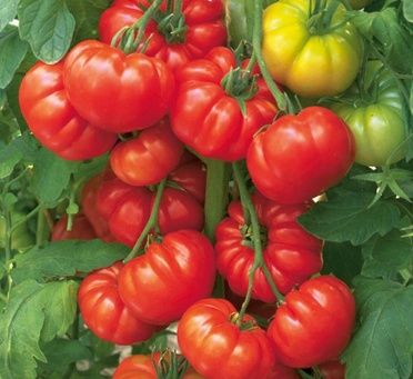 Tomatoes NZ Beef Steak