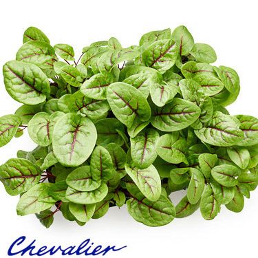Micro RED Veined Sorrel PNT
