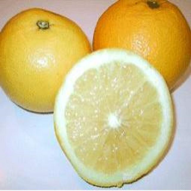 Grapefruit Yellow NZ